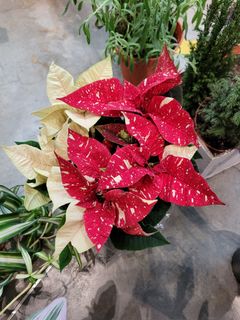 (Category: ) located in . Submitted by ptrlee (Listing ID 1129343246, Image 1). Description: .
