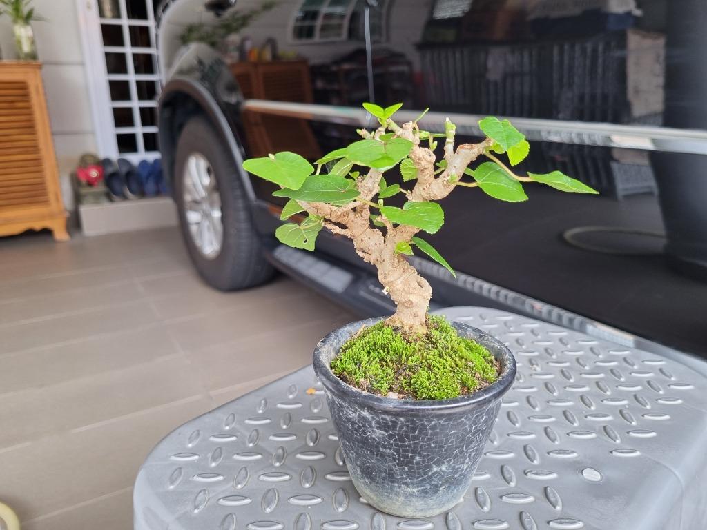 Sea Hibiscus (Hibiscus tiliaceus ()bonsai, Furniture & Home Living,  Gardening, Plants & Seeds on Carousell