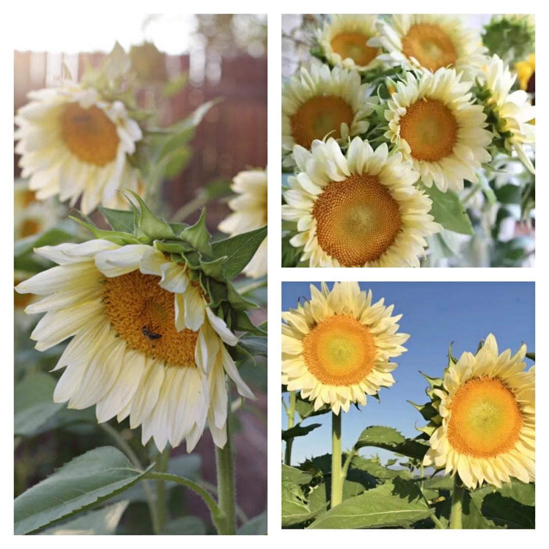 種子 切花向日葵奶油白 白月光3粒white Lite Sunflower 3 Seeds 傢俬 家居 園藝 植物及種子 Carousell