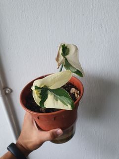 (Category: ) located in . Submitted by bc.garden (Listing ID 1134348289, Image 1). Description: .