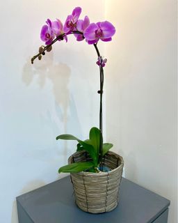 (Category: ) located in . Submitted by floristsg (Listing ID 1134430445, Image 1). Description: .