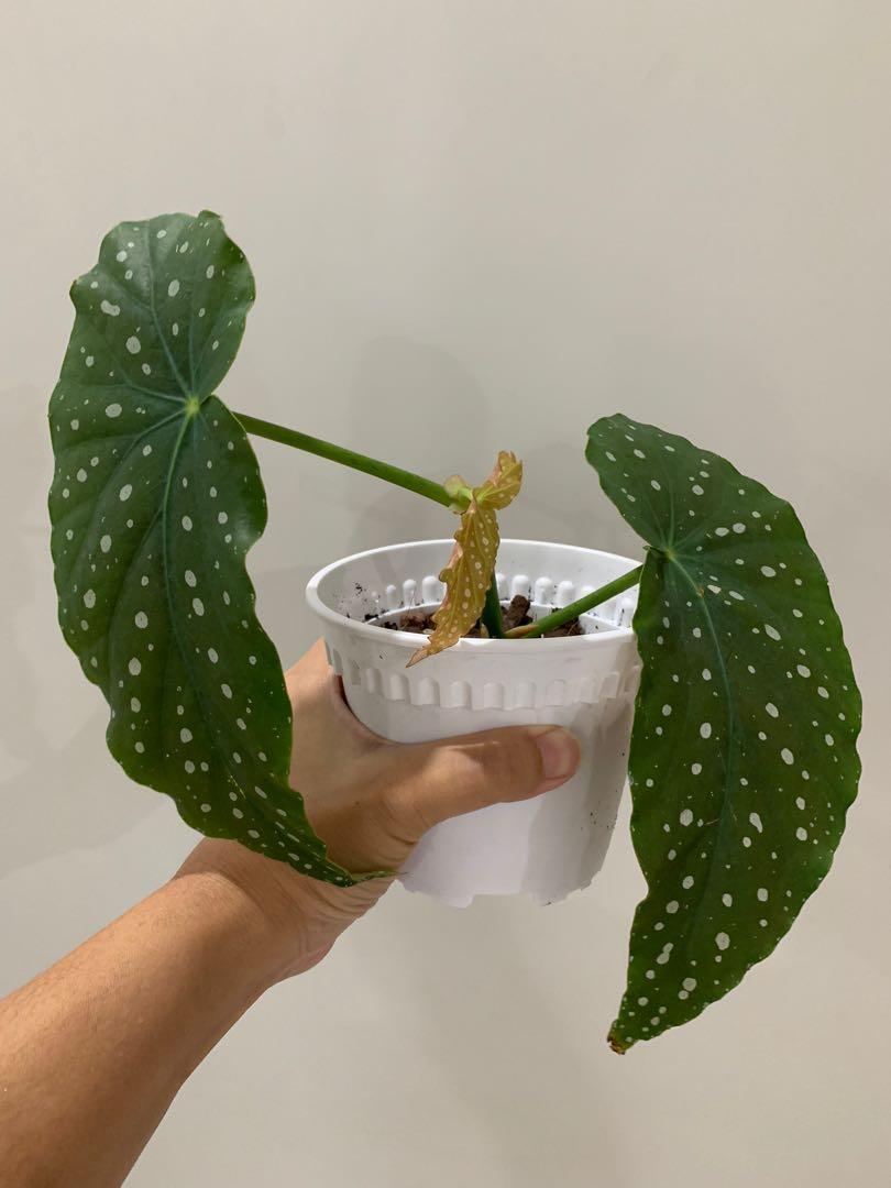 Begonia Maculata Furniture Home Living Gardening Plants Seeds On Carousell
