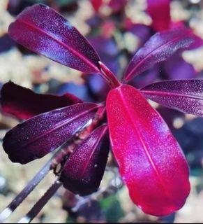 (Category: ) located in . Submitted by aquascaping2018 (Listing ID 1134420653, Image 1). Description: .