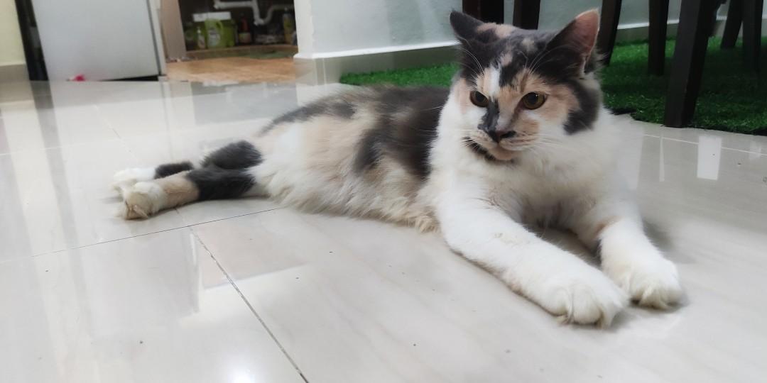 Kucing domestic long sales hair