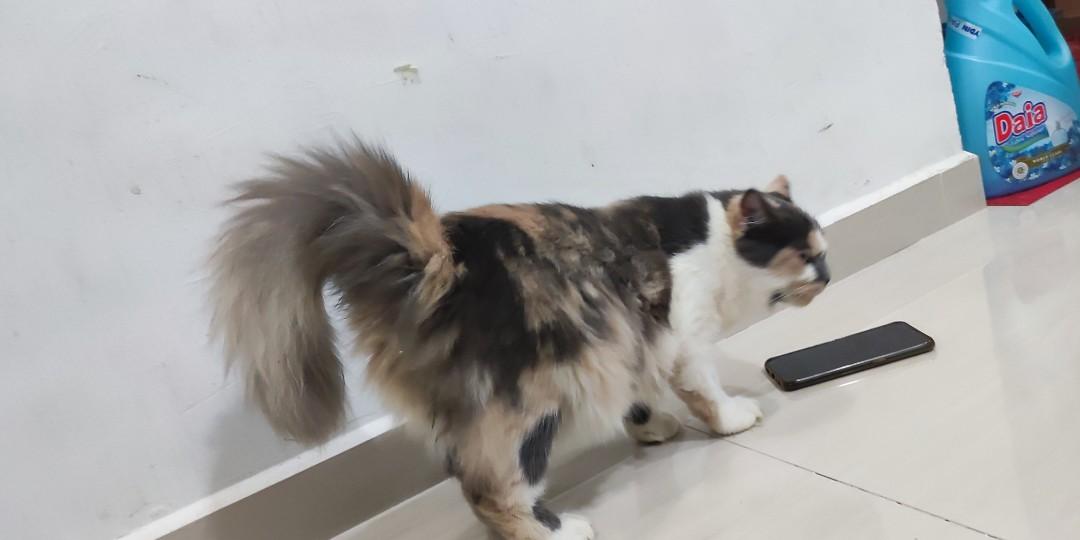 Harga kucing deals domestic long hair