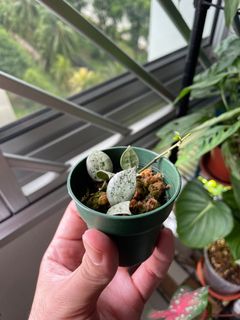 (Category: ) located in . Submitted by gardenboinpc (Listing ID 1134388702, Image 1). Description: .