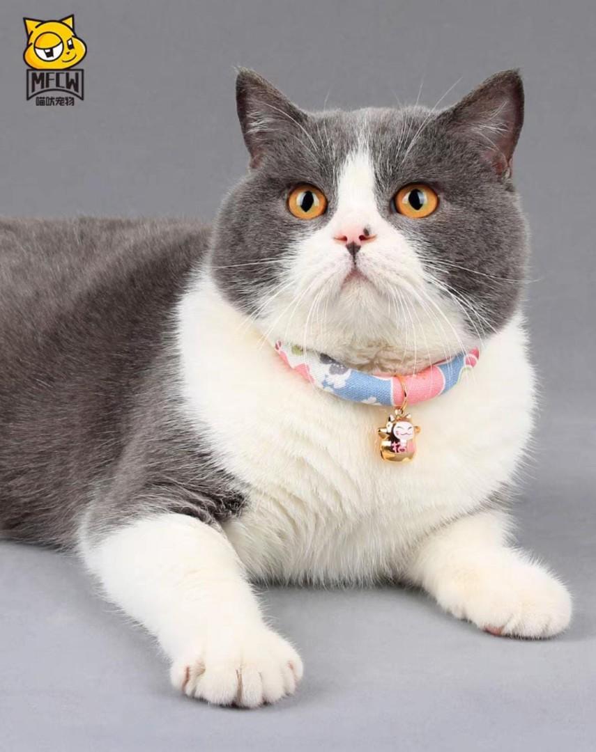 Japanese style cat collar discount