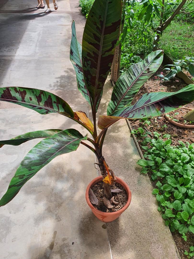 Musa Zebrina Banana Tree(Variegated), Furniture & Home Living
