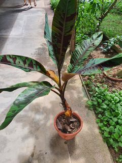 (Category: ) located in . Submitted by bc.garden (Listing ID 1134348405, Image 1). Description: .