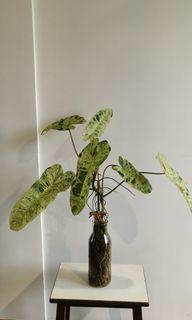 Philodendron paraiso verde