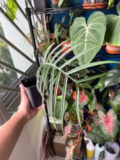 (Category: ) located in . Submitted by gardenboinpc (Listing ID 1134383315, Image 1). Description: .