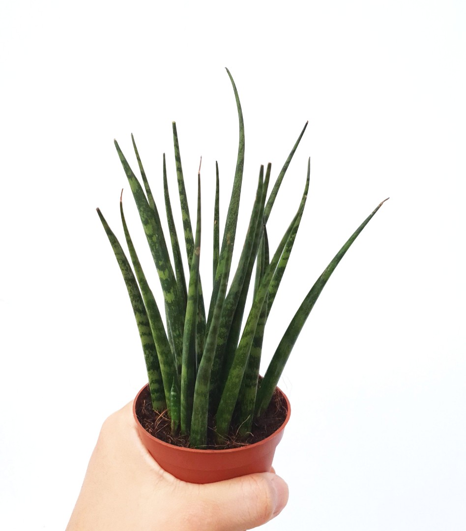 Sansevieria Fernwood Mikado Furniture Home Living Gardening Plants Seeds On Carousell