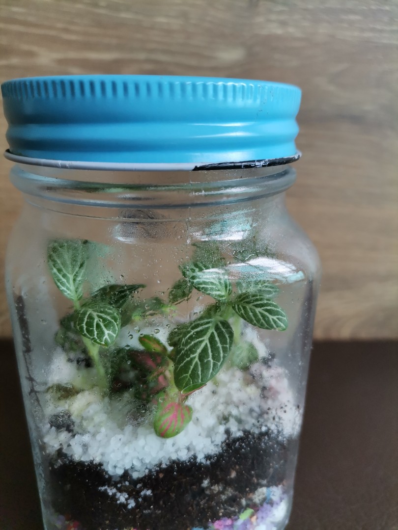 Terrarium, Furniture & Home Living, Gardening, Plants & Seeds on Carousell