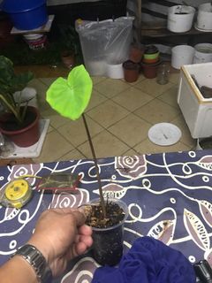 (Category: ) located in . Submitted by dcsoon (Listing ID 1134658818, Image 1). Description: .