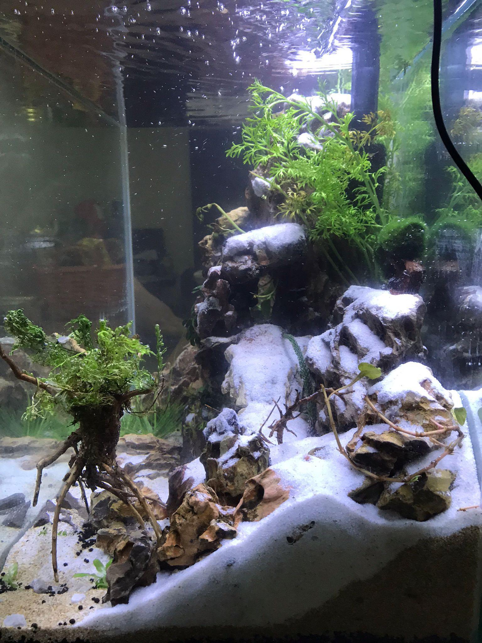 Custom online aquarium ornaments