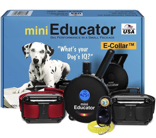 black dog training collar