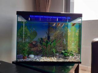 Fish Tank and accessories