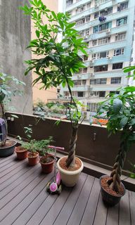 （分類：）位於 。 由 calmstar_5e69f8 提交（商品編號 1134561792，圖片 1）。簡介： 。