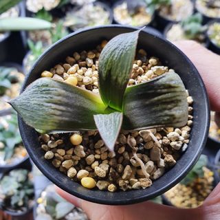 (Category: ) located in . Submitted by plantedbydan (Listing ID 1134584749, Image 1). Description: .