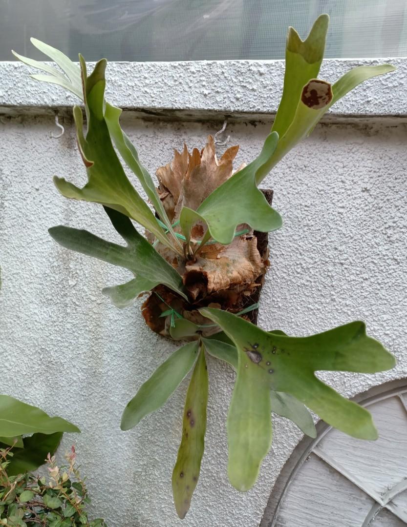 Staghorn Ferns for SALE!!, Furniture & Home Living, Gardening, Plants