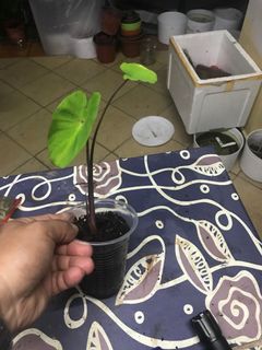 (Category: ) located in . Submitted by dcsoon (Listing ID 1134658889, Image 1). Description: .