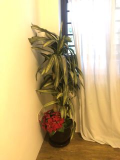 (Category: ) located in . Submitted by monkeyalligator (Listing ID 1129452872, Image 1). Description: .