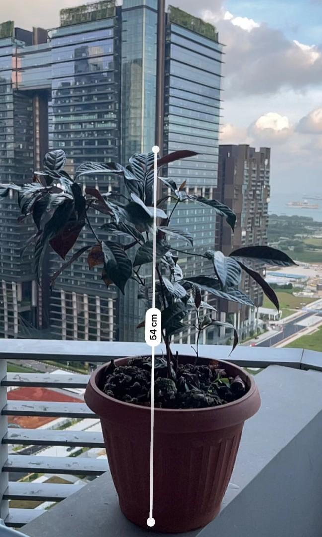 Excoecaria cochinchinensis, Furniture & Home Living, Gardening, Pots