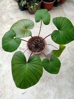 Homalomena Rubescens, House Plant, Tropical Plant, Indoor Plant