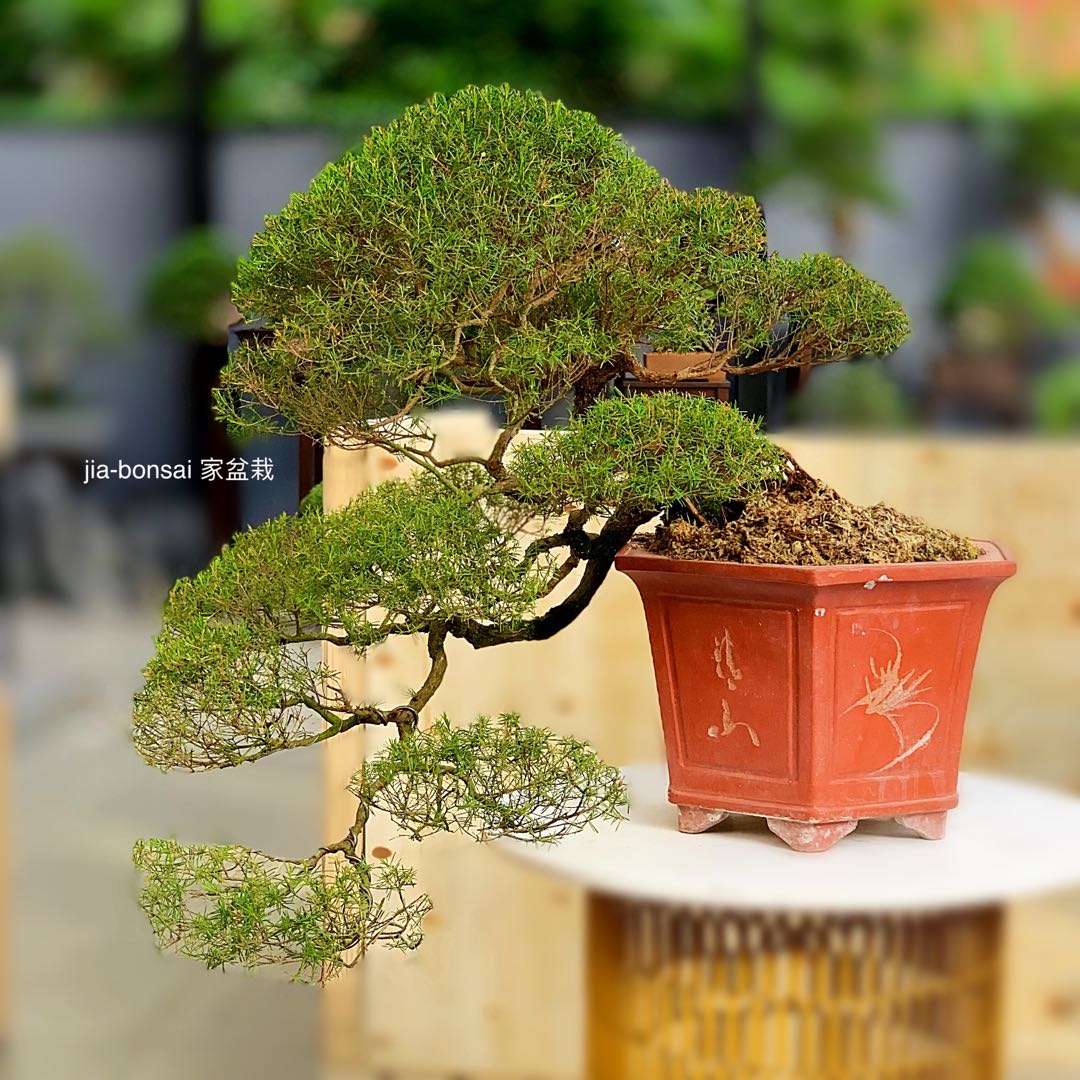 Large Baeckea Frutescens Bonsai Furniture Home Living Gardening Plants Seeds On Carousell