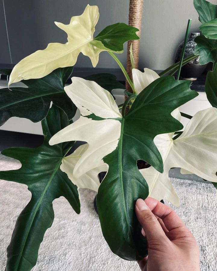 Philodendron Golden Dragon Albo Variegated Furniture Home Living Gardening Plants Seeds On Carousell