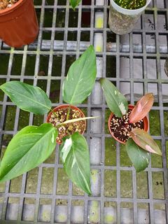 (Category: ) located in . Submitted by hortiman (Listing ID 1129558837, Image 1). Description: .