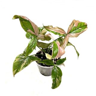 (Category: ) located in . Submitted by foliage.factory (Listing ID 1129576064, Image 1). Description: .