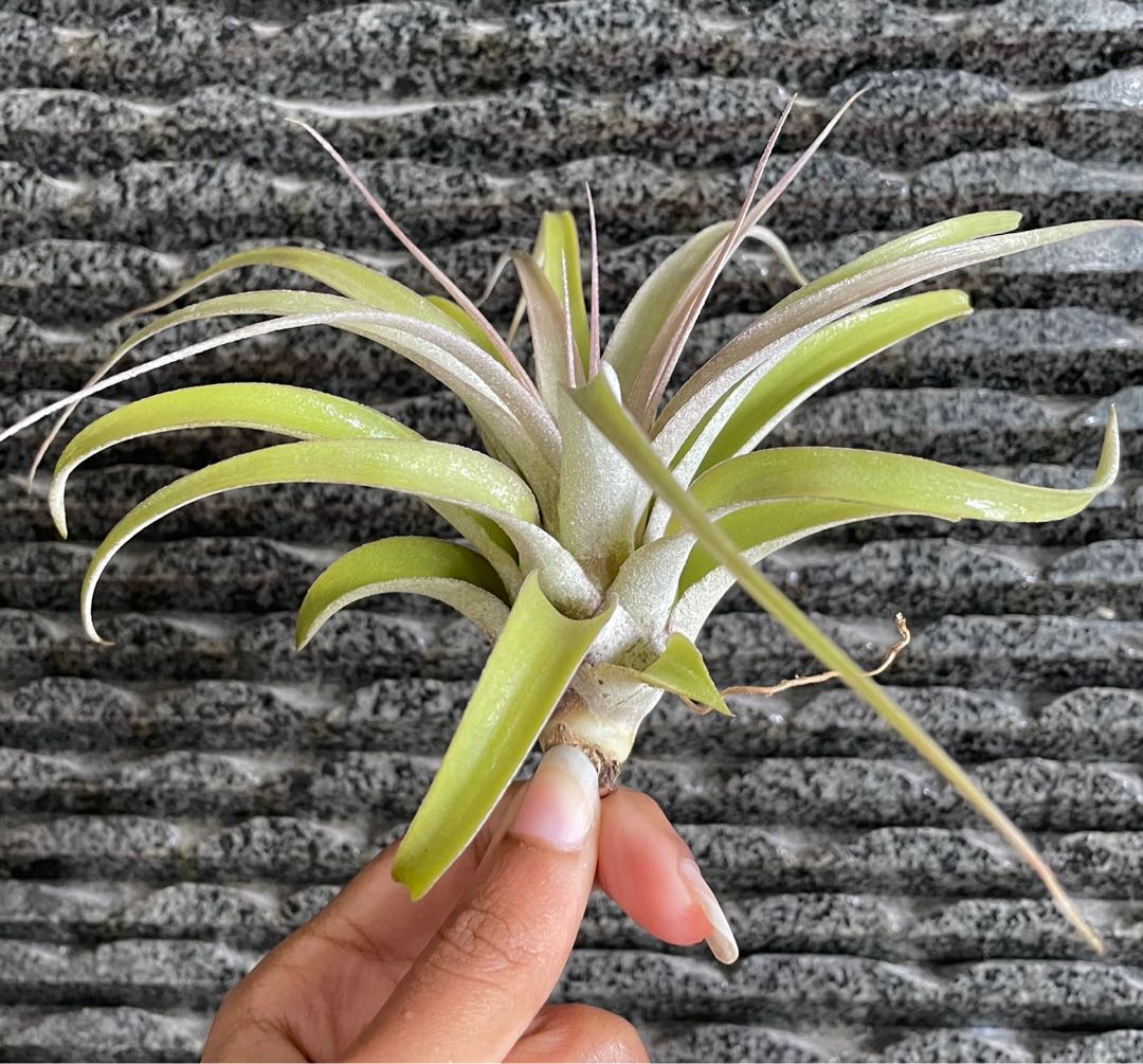 Xerographica blushing air plant airplants air plants king of airplant