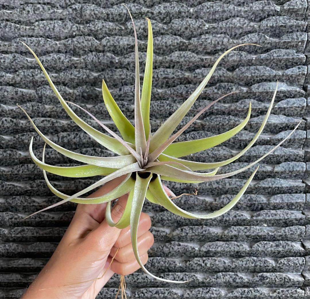 Xerographica blushing air plant airplants air plants king of airplant