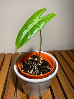 (Category: ) located in . Submitted by lifewithplants (Listing ID 1129758754, Image 1). Description: .