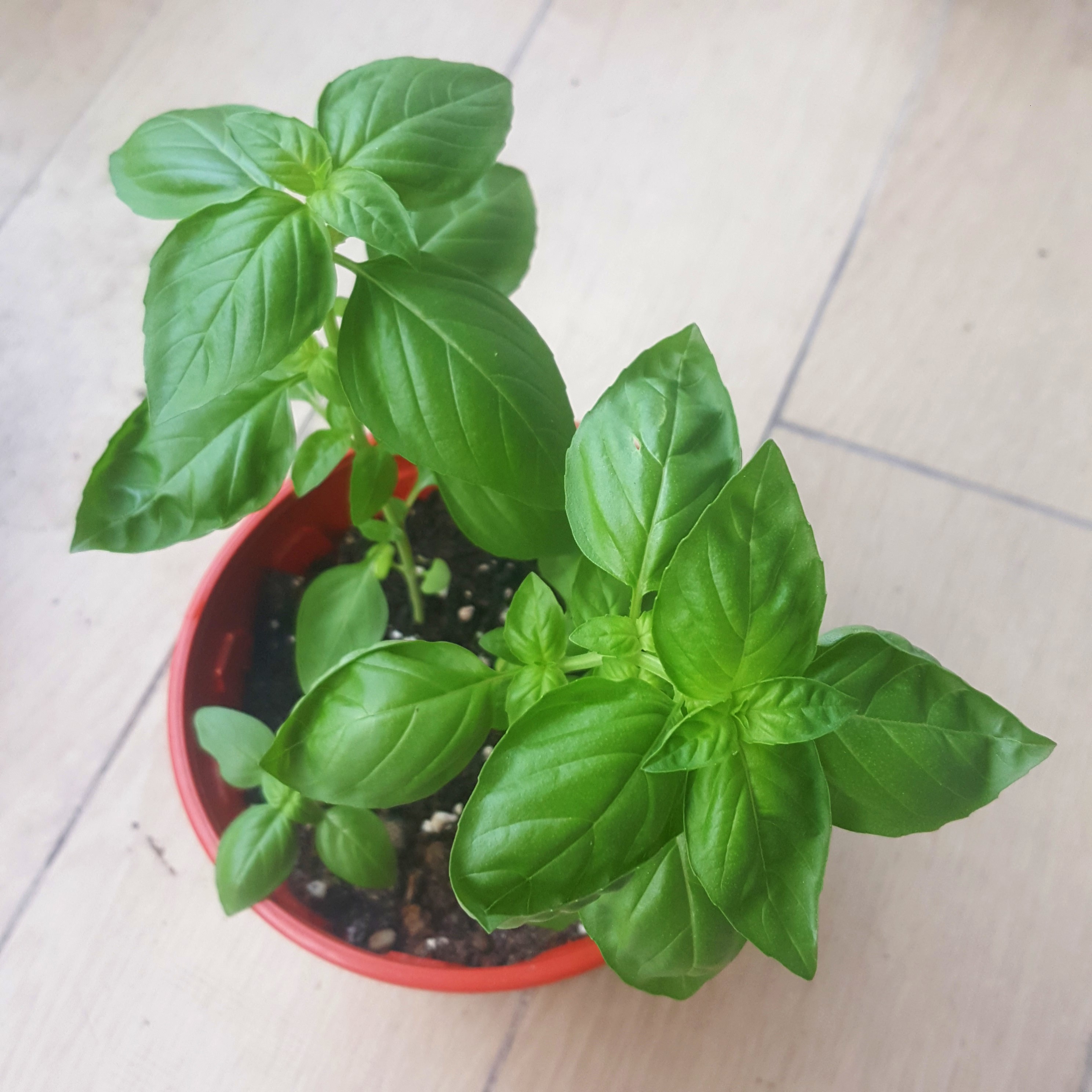 Sweet Basil Plants, Furniture & Home Living, Gardening, Plants & Seeds