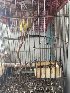 (Category: ) located in . Submitted by easyaquatic_studio (Listing ID 1129737876, Image 1). Description: .