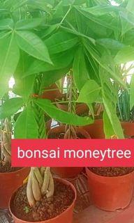 Bonsai money tree