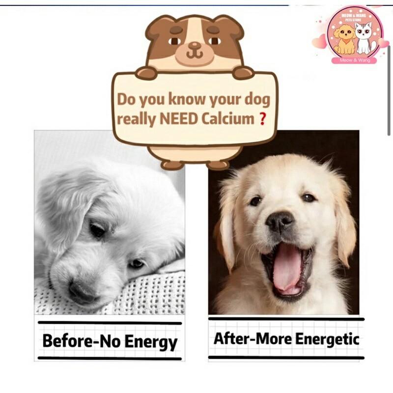 Why Do Dogs Need Vitamin B