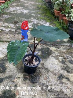 (Category: ) located in . Submitted by exoticplant3218 (Listing ID 1129767169, Image 1). Description: .