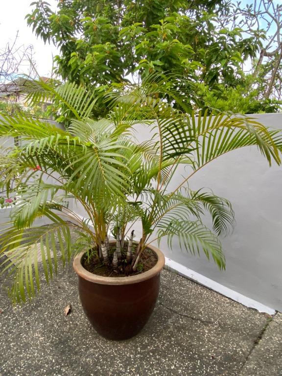 Great looking palm tree in a pot, Furniture & Home Living, Gardening