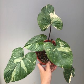 (Category: ) located in . Submitted by plant.anything (Listing ID 1129706089, Image 1). Description: .