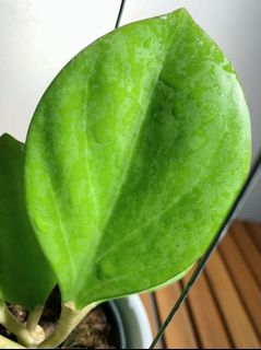 (Category: ) located in . Submitted by lifewithplants (Listing ID 1129798077, Image 1). Description: .