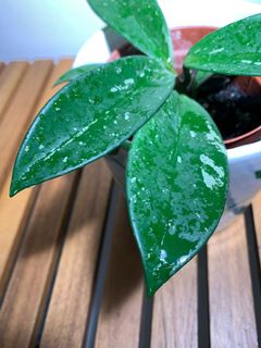 (Category: ) located in . Submitted by lifewithplants (Listing ID 1129790388, Image 1). Description: .