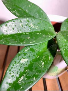 (Category: ) located in . Submitted by lifewithplants (Listing ID 1129790524, Image 1). Description: .