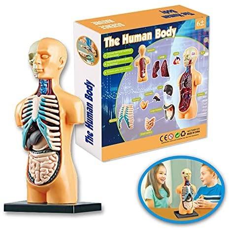 Human Body Torso Model Learning Spielzeug Lab Kits Teaching Tools Grades 3+ 