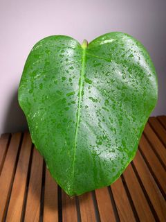 (Category: ) located in . Submitted by lifewithplants (Listing ID 1129736211, Image 1). Description: .