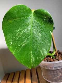 (Category: ) located in . Submitted by lifewithplants (Listing ID 1129741911, Image 1). Description: .