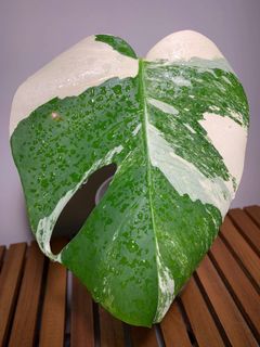 (Category: ) located in . Submitted by lifewithplants (Listing ID 1129726017, Image 1). Description: .