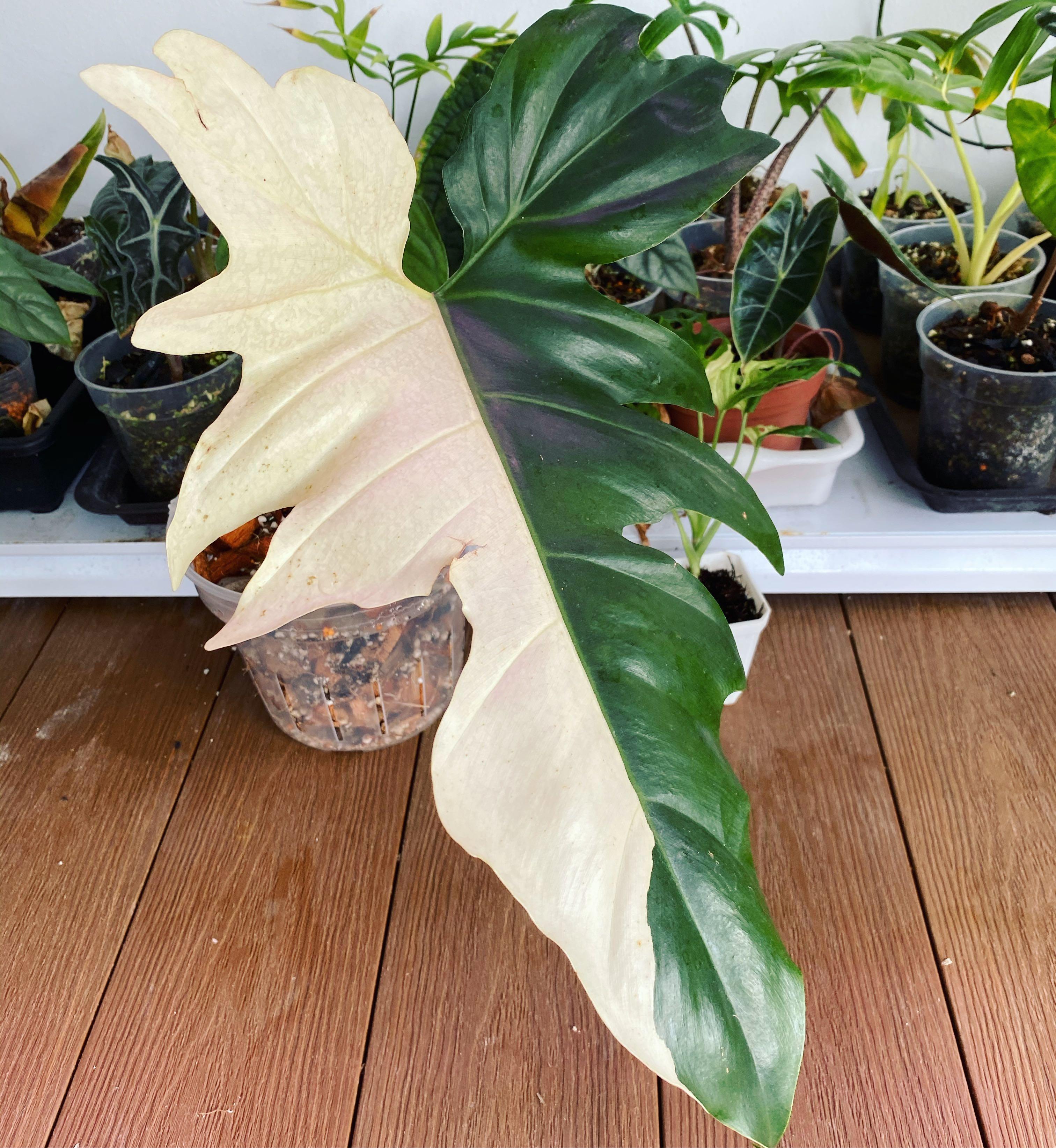 Philodendron Golden Dragon Variegated Lai Seng Florist Facebook